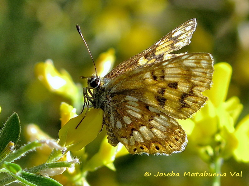 Hamearis lucina - Riodinidae